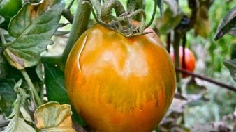 orange fruit tomato vegetable nature