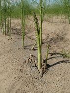 asparagus food