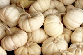 harvest of white pumpkin