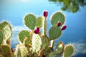 blooming cactus in nature