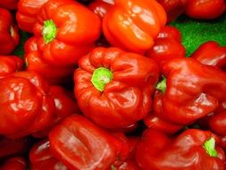 Red bright pepper