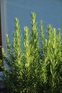 rosemary crowing in garden at house