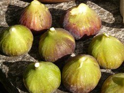 dainty figs fruit