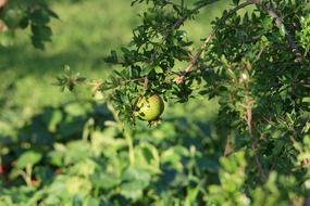 green pomegranate on a tree on a sunny day