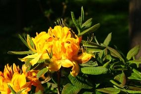 Yellow flowers in summer garden