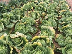 lovely chinese cabbage