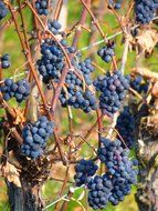 bunch of blue grapes on vineyard