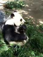 eating panda in the zoo