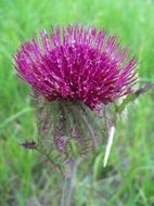 pink thistle flower on green grass background