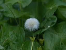 White cotton ball of cottongrass