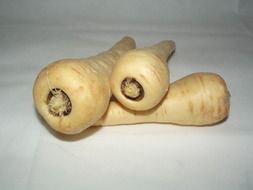 parsnip root