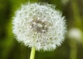 dandelion seeds close up