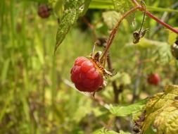Red raspberries on the plant