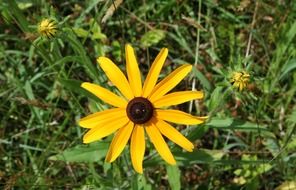 yellow daisy on stalk