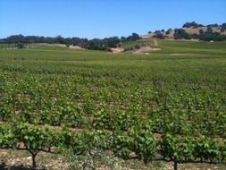 incredibly tasty vineyard grapes