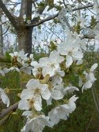 spring flowering orchard