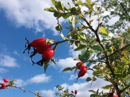 red rose hip fruits in autumn