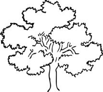 wide tree, black outline