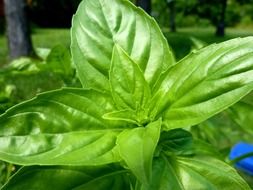 basil plant