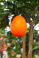 big citrus fruit on tree