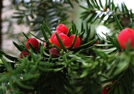 delicious yew tree