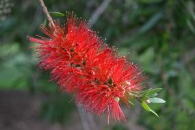 bottle brush or Callistemon