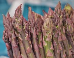 fresh asparagus tips close up