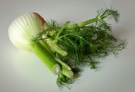 Healthy fennel