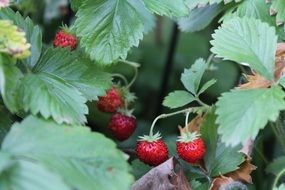 wood strawberry, plants with ripe fruits