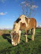 pony in the meadow on a sunny day