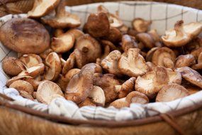 basket of edible mushrooms