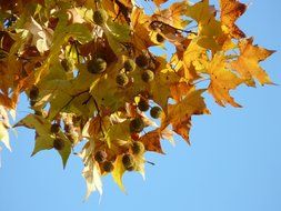 seeds of the maple