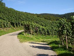 The road among the vineyards