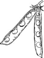 drawing of peas in pea pods