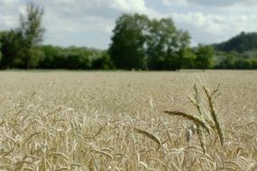 wheat field on a background of green trees