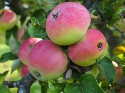 ripe apple fruit tree