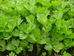 green celery