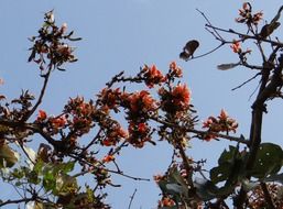 wild butea monosperma flowers