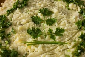 potatoes with green leaves