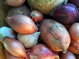 Fresh onions in a pile