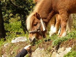 Feeding cute beautiful pony