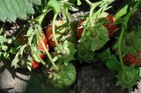 strawberries garden delicious