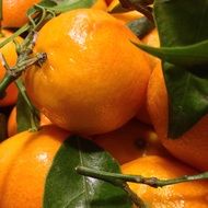 fresh and beautiful mandarin citrus fruit