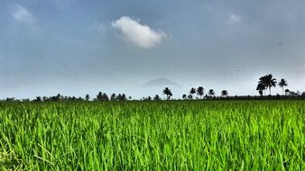 Green paddy field in Asia, indonesia