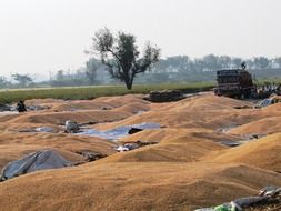 Corn seeds outdoors