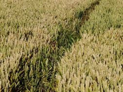 Trail in a cornfield