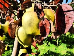 yellow apple fruit tree on a sunny day