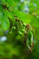 Green cherries immature on branch