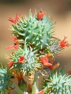 Macro picture of castor oil plant