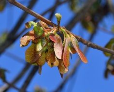 maple seeds on tree close-up